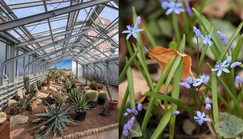 Na zdjęciu kwiaty z Ogrodu Botanicznego. Z lewej nowa szklarnia z sukulentami