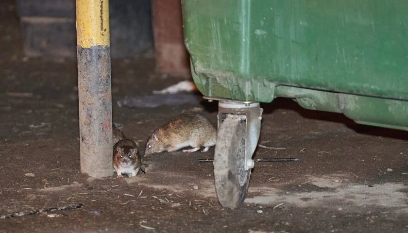 Szczury na jednym z wrocławskich podwórek / zdjęcie ilustracyjne