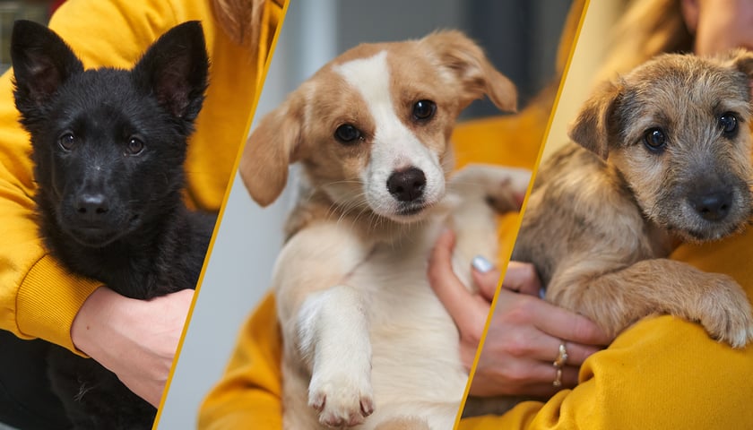 Trzy szczeniaki do adopcji z wrocławskiego schroniska