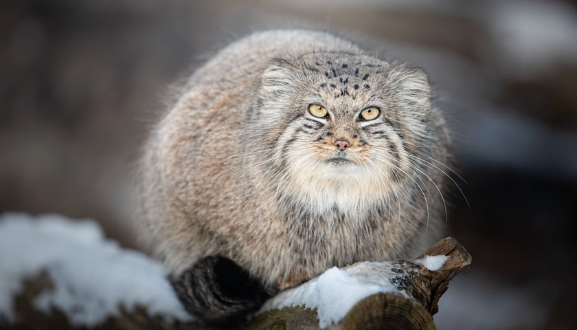 <p>Manul stepowy</p>