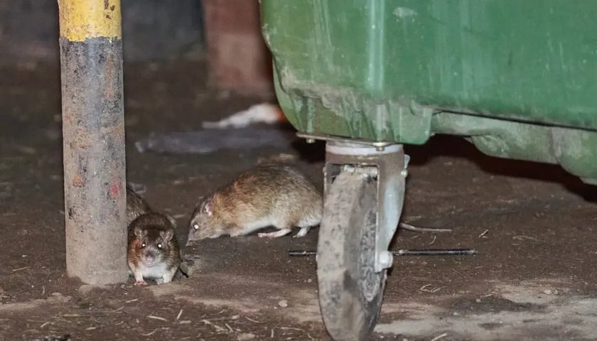 Szczury na jednym z wrocławskich podwórek / zdjęcie ilustracyjne