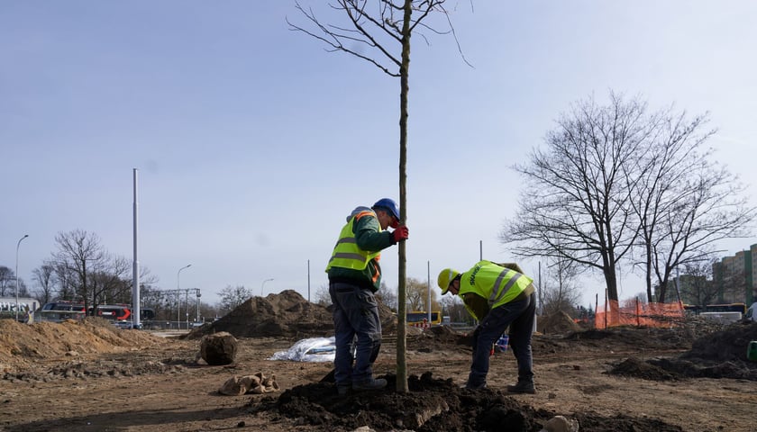 Drzewo za drzewem i tak 100 razy, aż na Nowym Dworze powstanie mały park.