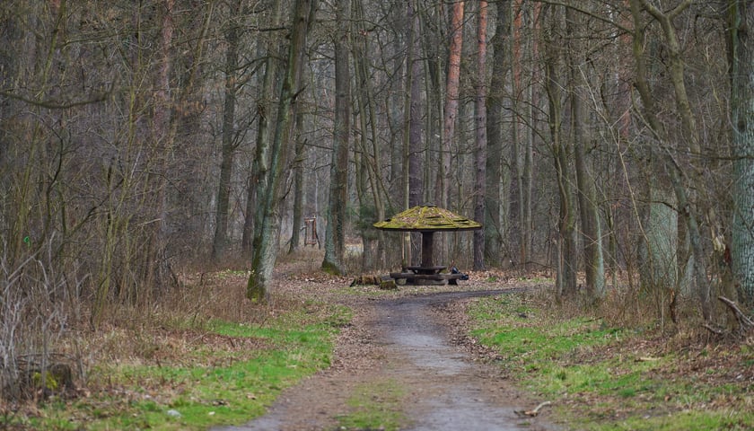 Las Mokrzański