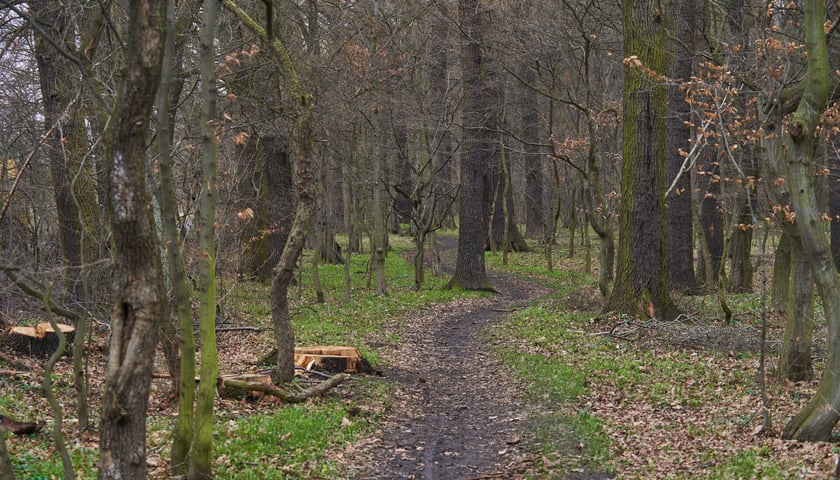 Las w Nowej Karczmie we Wrocławiu