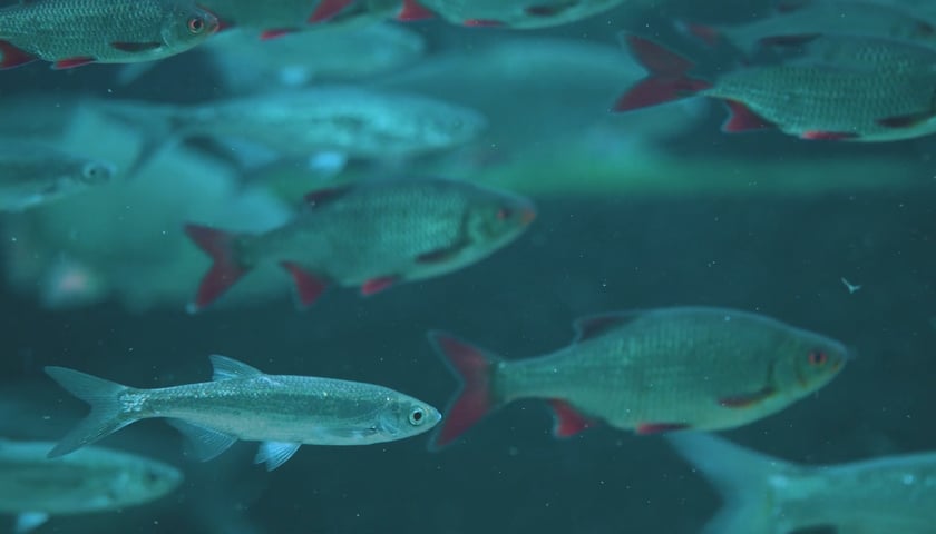 W Odrze żyje ok. 50 gatunków ryb, ponad połowa znajduje się w jakiejś kategorii zagrożenia wyginięciem.