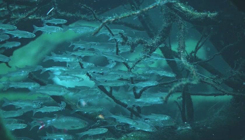 Powiększ obraz: W Odrze żyje ok. 50 gatunków ryb, ponad połowa znajduje się w jakiejś kategorii zagrożenia wyginięciem.