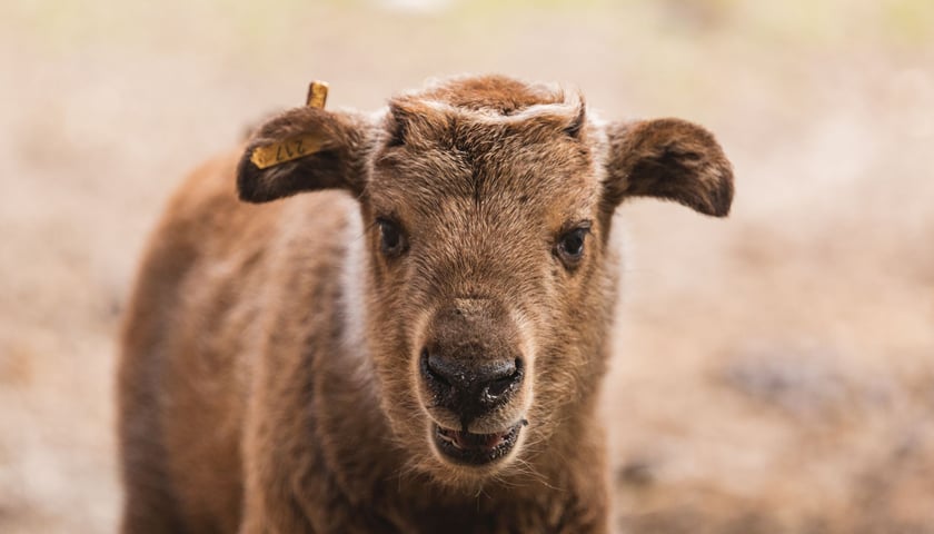 Takin złoty z wrocławskiego zoo.