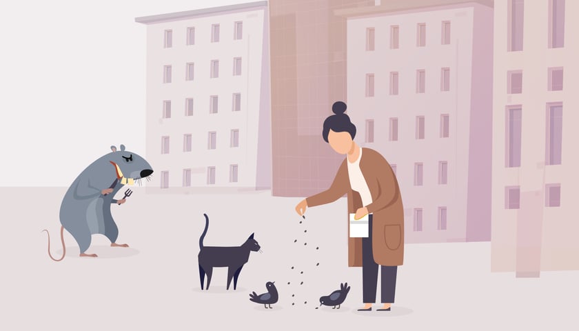 Na grafice ilustracyjnej znajduje się kobieta karmiąca gołębie i kota. W tle stoi szczur.