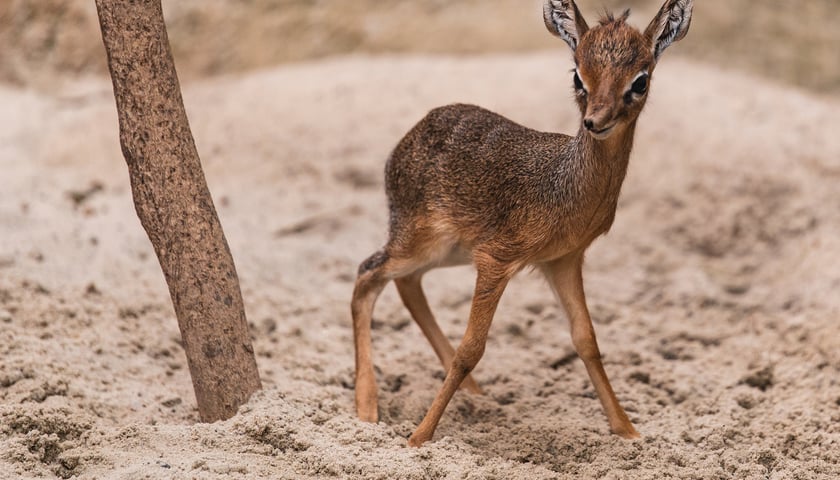 Maluchy z wrocławskiego zoo. Digdik