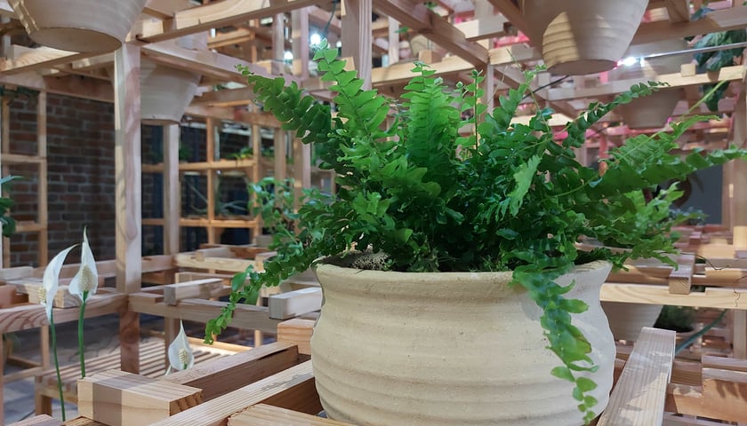 Wystawa Greenhouse Silent Disco w Muzeum Architektury