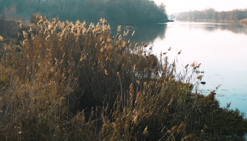 Rośliny nad Odrą