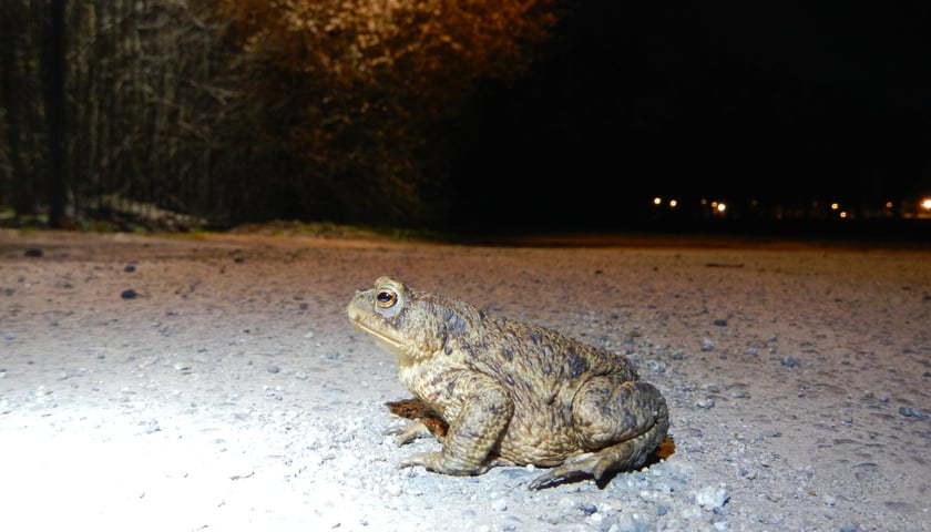 Powiększ obraz: <p>Ropucha szara na jezdni (zdjecie robione nocą)</p>