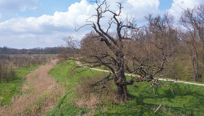 Dąb szypułkowy w rejonie ulicy Pęgowskiej - pomnik przyrody na Polach Irygacyjnych we Wrocławiu