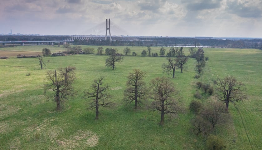 Pola Irygacyjne we Wrocławiu