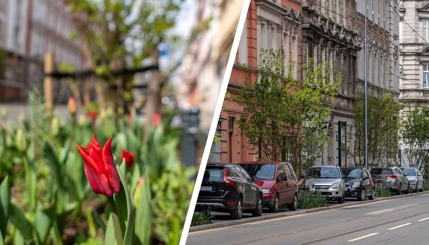 Zielone Nadodrze - zazieleniona ulica Bolesława Chrobrego