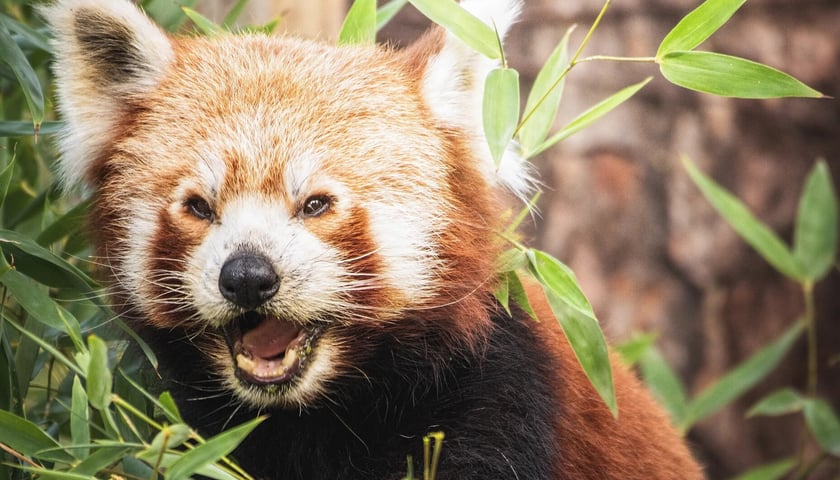 Panda mała