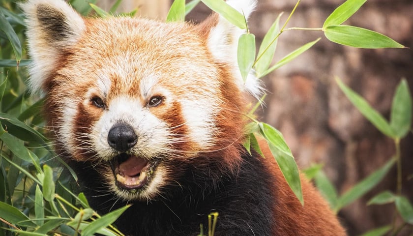 Powiększ obraz: Panda mała