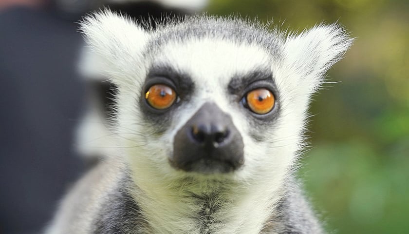 Powiększ obraz: Lemur katta
