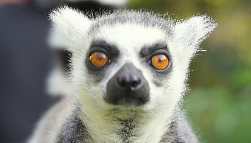 Lemur katta