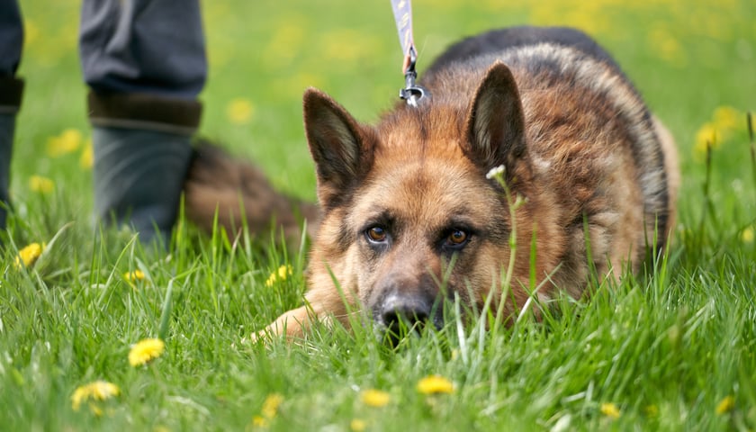 Przepiękny ok. 5-letni owczarek niemiecki. Loko to psiak z długą schroniskową kartoteką&hellip; Kilka razy został adoptowany, ale szybko wracał do schroniska. Loko to psiak wymagający. Jest miły dla zaprzyjaźnionych ludzi, ale czasem boi się panicznie r&oacute;żnych rzeczy i wtedy traci kontrolę nad sobą. Potrzebuje stabilnego opiekuna.