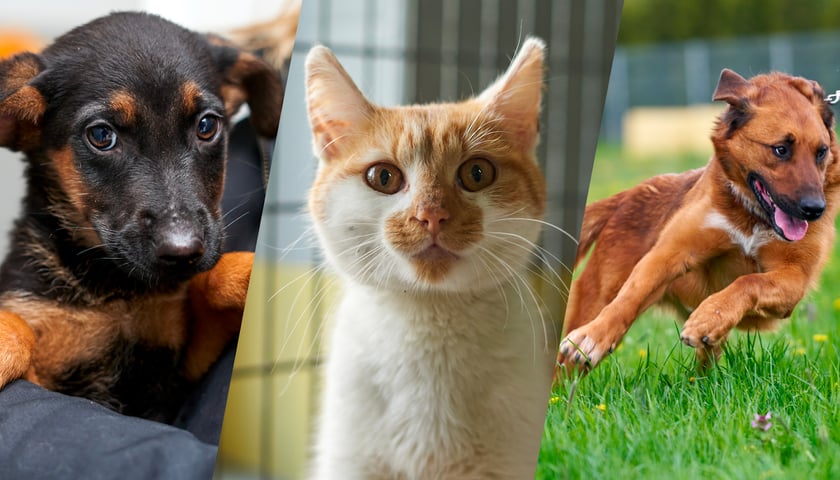 Psy i koty z wrocławskiego schroniska szukają domu. Poznajcie psy i koty do adopcji