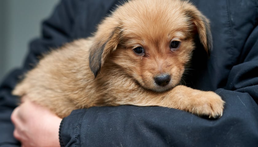 W schronisku przebywa teraz 14 maluch&oacute;w do adopcji. W stadku są suczki i pieski. Zdjęcia w galerii przedstawiają niekt&oacute;re z nich. To przekochane kundelki! Niekt&oacute;re będą mniejsze, inne trochę większe. O szczeg&oacute;ły należy pytać TOZ Schronisko dla Bezdomnych Zwierząt we Wrocławiu.