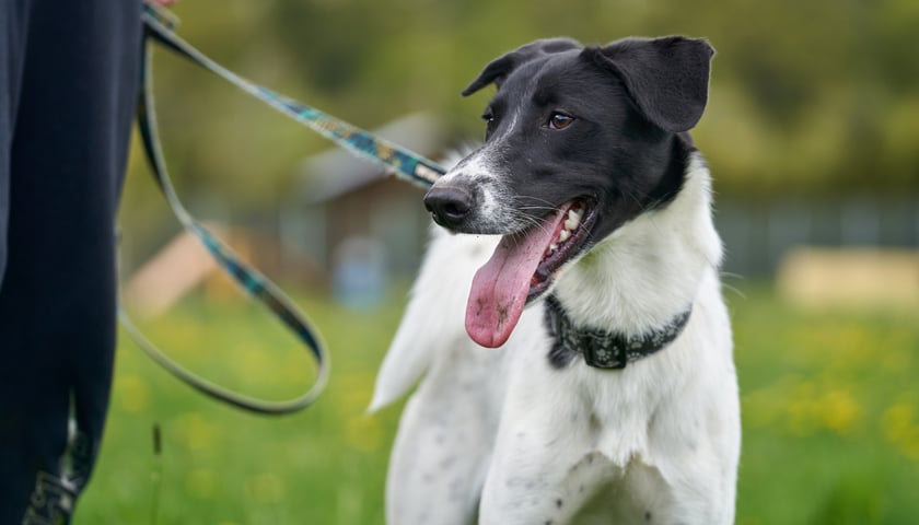 Zoja to 7-miesięczna suczka średniej wielkości. Wr&oacute;ciła z adopcji, ponieważ nie dogadała się z drugim psiakiem. Zoja jest chętna do nauki komend za dobrego smaczka lub karmę. Zna podstawowe komendy typu: siad, leżeć. Zoja uwielbia biegać. &ndash; Szukamy dla niej domu bez innych zwierząt, a za to z człowiekiem, kt&oacute;ry ma czas i chęci na pracę z psiakiem &ndash; informuje Aleksandra Cukier z wrocławskiego schroniska.