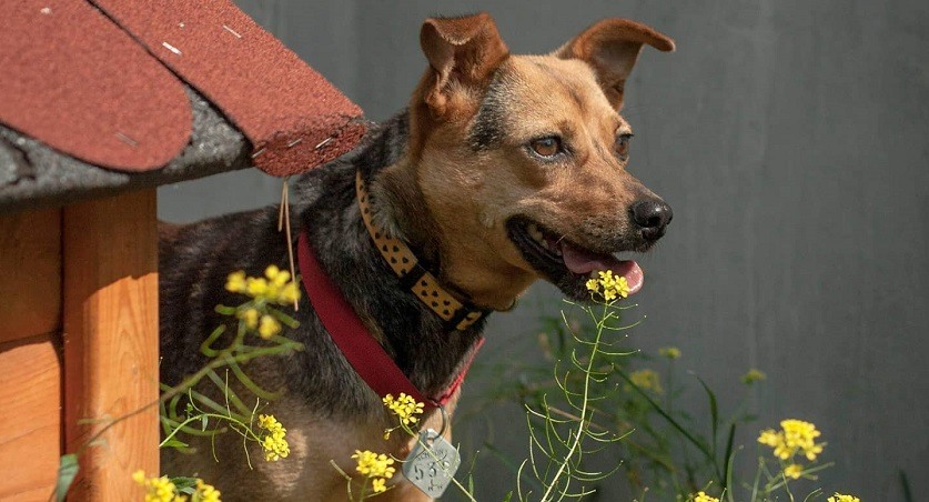 Nowe zasady adopcji we wrocławskim schronisku