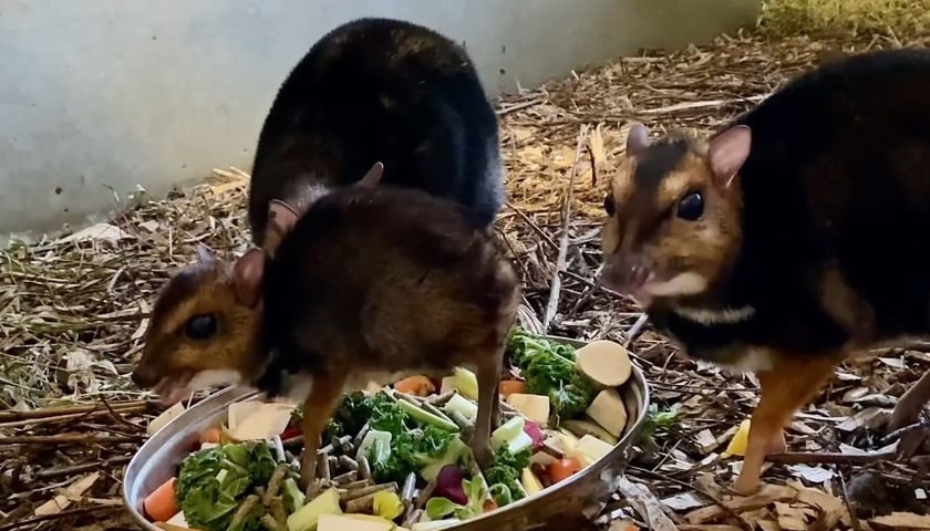 Kanczyle filipińskie w Zoo Wrocław