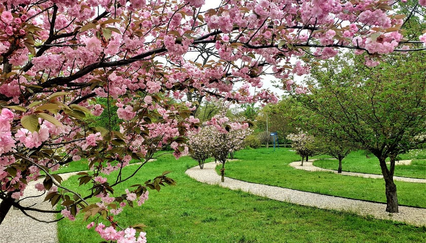 Drzewka wiśni japońskiej SAKURA 