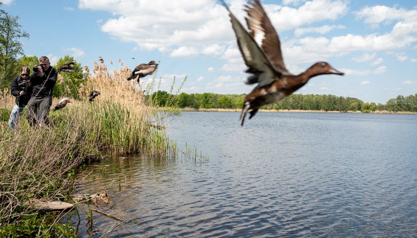 Podgorzałka ma status „narażona na wyginięcie”. Populację tych kaczek w Polsce oszacowano jedynie na 100-130 par.