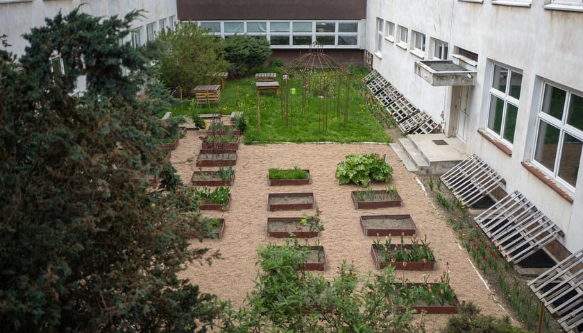 Powiększ obraz: Ogrody warzywne we wrocławskich szkołach i przedszkolach