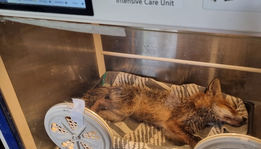Uratowane lisie szczenię