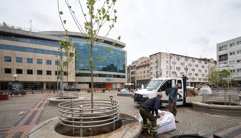 Sadzenie platanów obok katedry św. Marii Magdaleny, pomiędzy ul. Szewską a Wita Stwosza