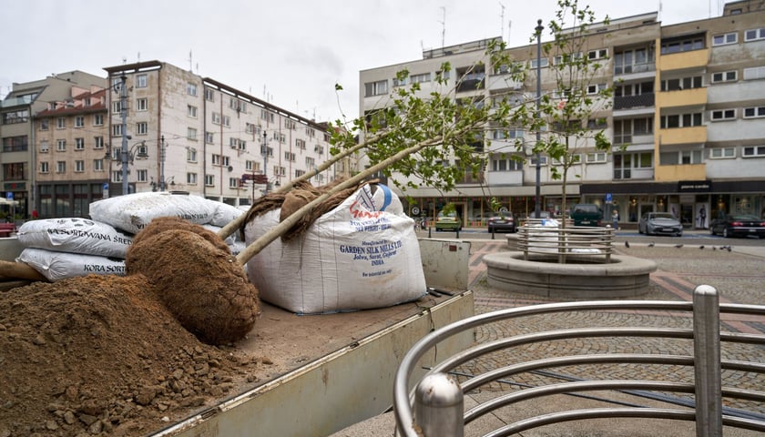 Sadzenie platanów obok katedry św. Marii Magdaleny, pomiędzy ul. Szewską a Wita Stwosza