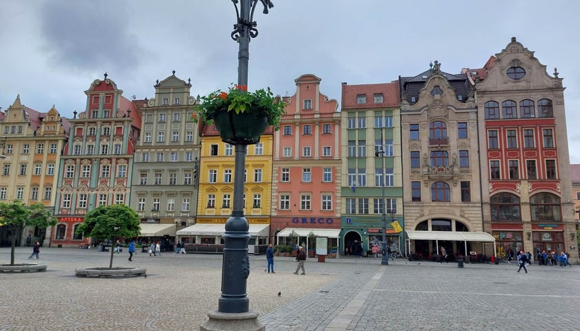 Pelargonie na wrocławskim Rynku