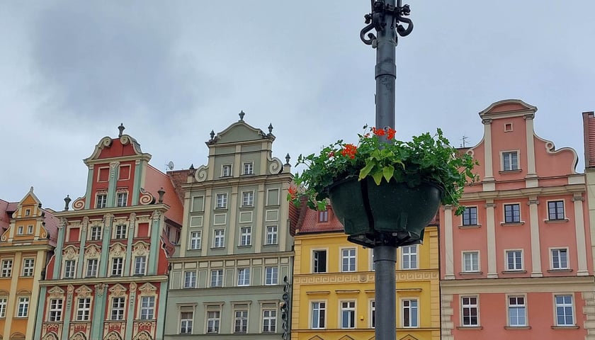 Pelargonie na wrocławskim Rynku