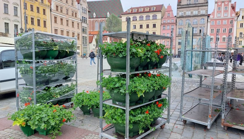Pelargonie na wrocławskim Rynku