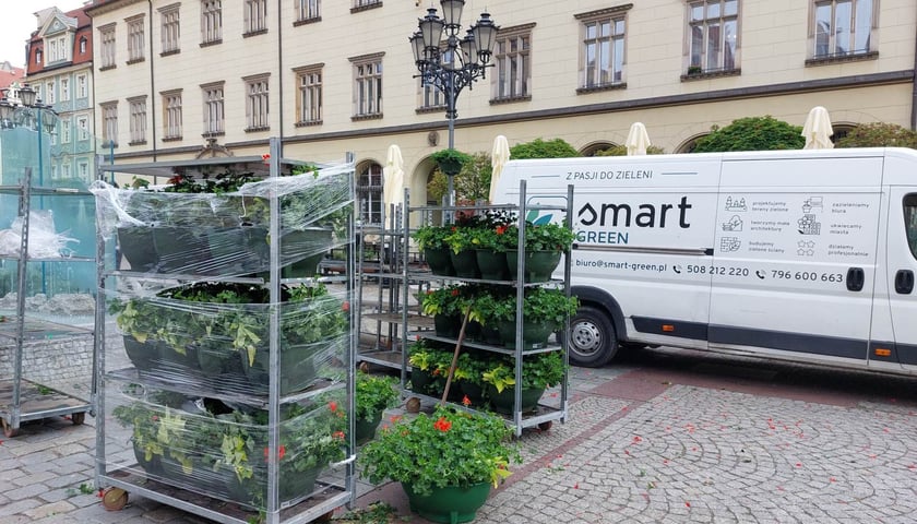 Pelargonie na wrocławskim Rynku