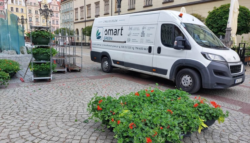 Pelargonie na wrocławskim Rynku