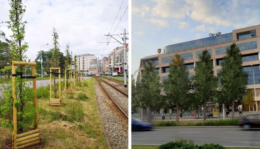 Na zdjęciu po lewej nasadzenia dębów na ul. Drobnera przy pl. Bema, po prawej wizualizacja