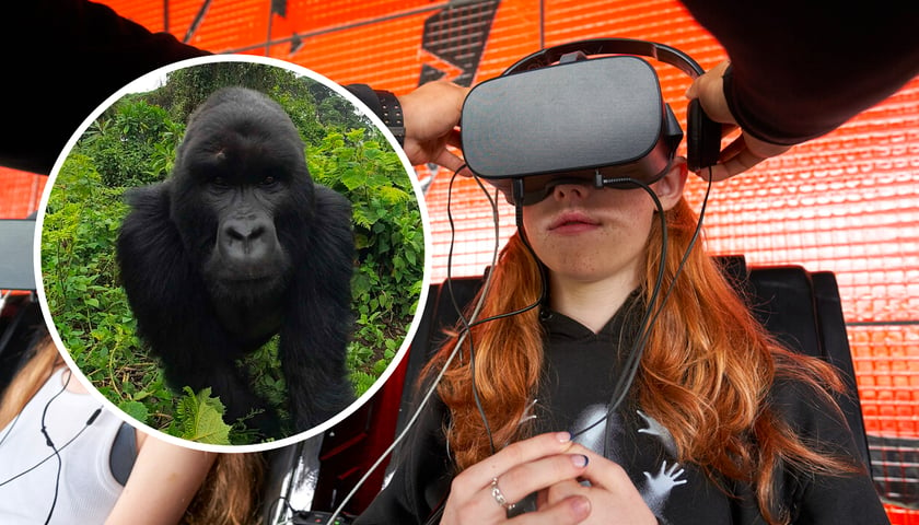 Nowa atrakcja we wrocławskim zoo - kino VR. Dziewczyna w goglach ogląda film, z lewej kadr z gorylem