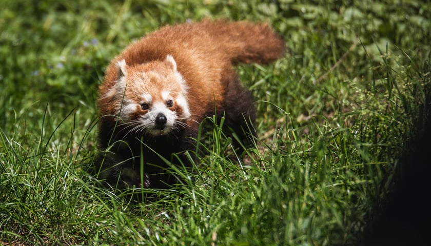 Powiększ obraz: Livi, nowa panda mała we wrocławskim zoo