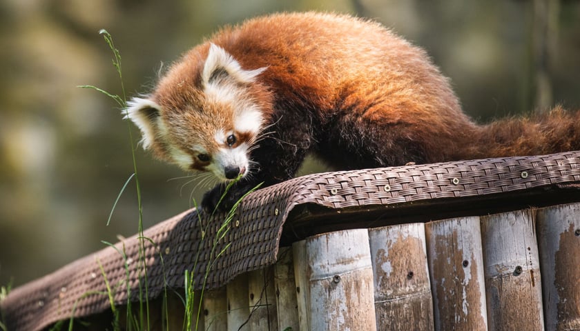 Livi, nowa panda ruda, która przyjechała do wrocławskiego ZOO