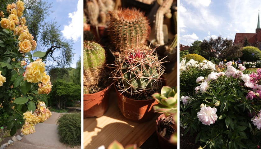 Od lewej: żółte róże, zielone kaktusy praz białe i różowe kwiaty