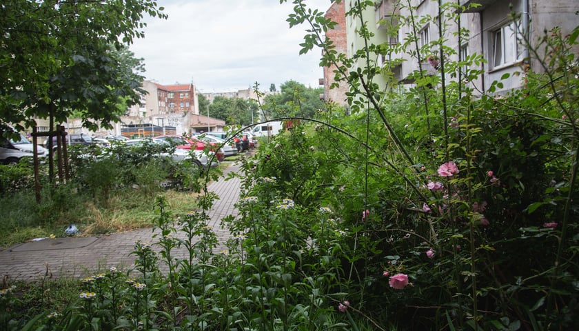 Zielona ulica Daszyńskiego na wrocławskim Ołbinie 