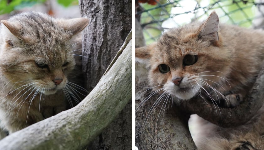 Dwa żbiki w ZOO, od lewej Kapitan i Ofka