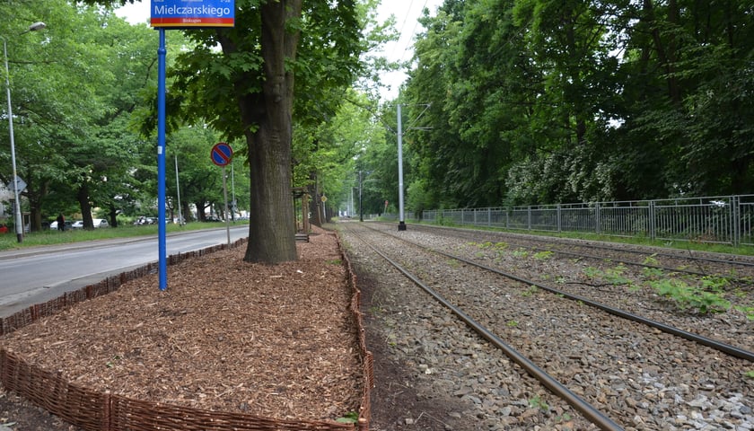 Dęby rosnące wzdłuż ulicy Olszewskiego otrzymują humus i ściółkę