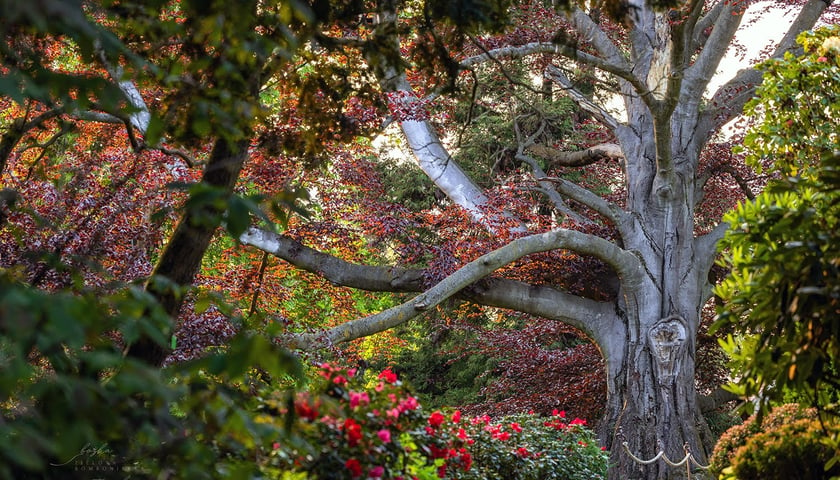 Buk z Arboretum Wojsławice