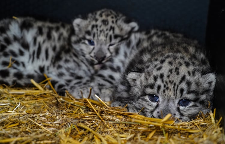 We wrocławskim zoo przyszły na świat pantery śnieżne